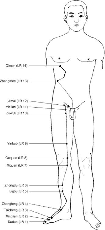 The Liver Meridian of Foot Jueyin （足厥阴肝经）
