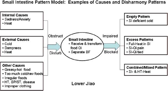 Small intestine model:examples of causes and disharmoy patterns
