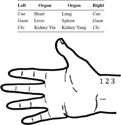 The location of Pulse-Feeling: (1) Cun, (2) Guan, (3) Chi.