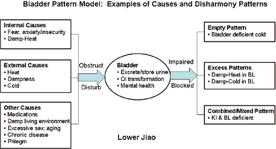 Bladder model:examples of causes and disharmoy pattern