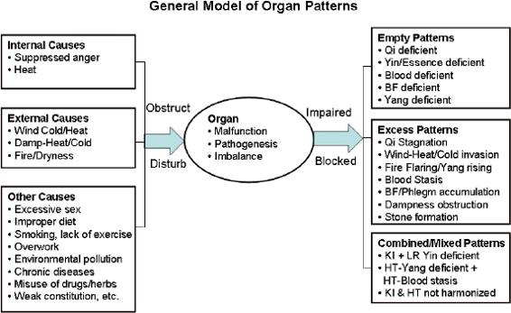 General model of organ pattern