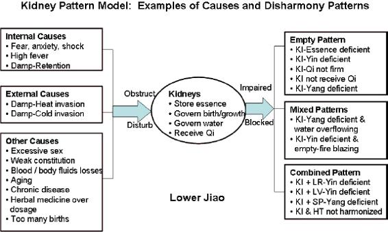 Kidney pattern model:examples of causes and disharmoy patterns